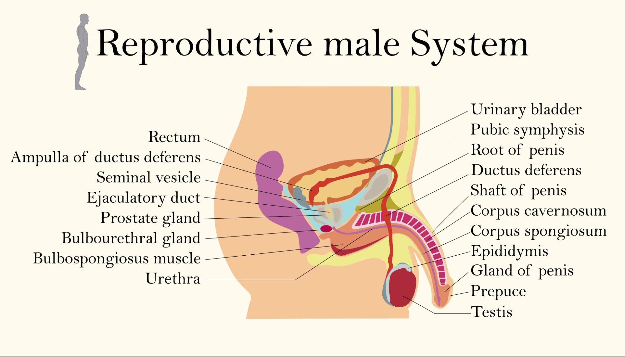 Чоловіча репродуктивна система. Докладна ілюстрація.