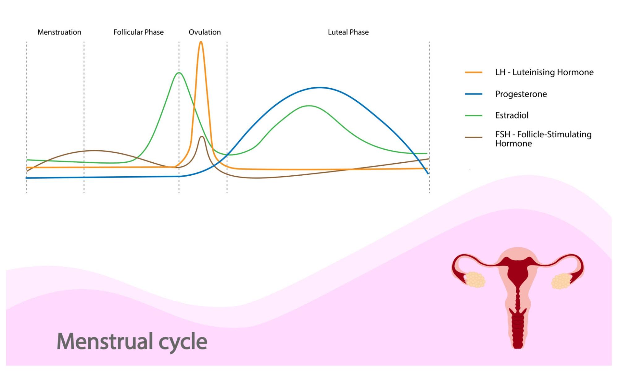 Менструальный цикл